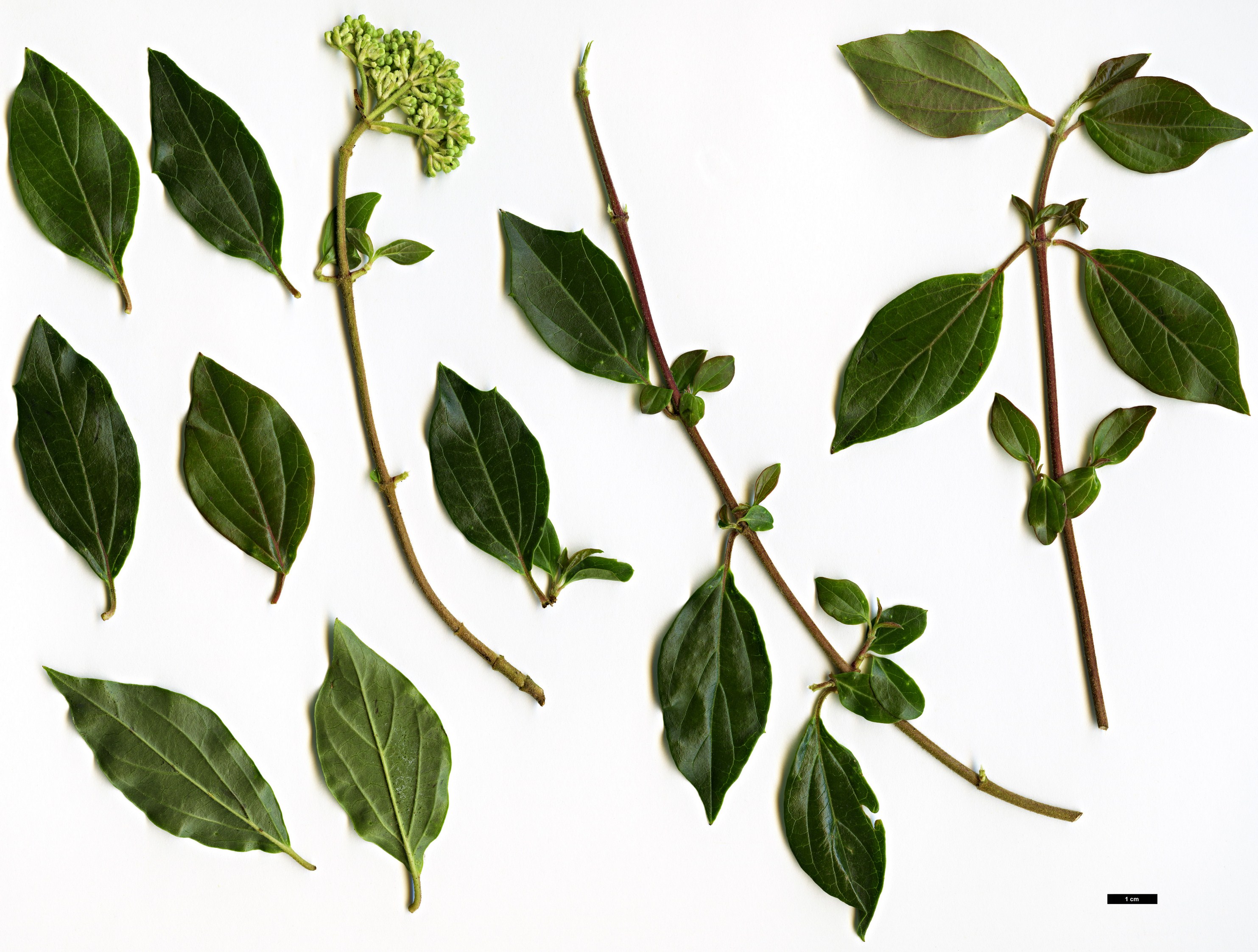 High resolution image: Family: Adoxaceae - Genus: Viburnum - Taxon: foetidum - SpeciesSub: var. rectangulatum